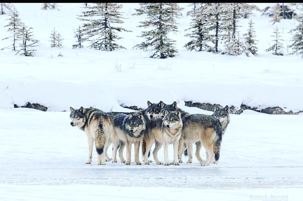 Wildhomes Wild Wolf Lodge Courmayeur Exteriér fotografie